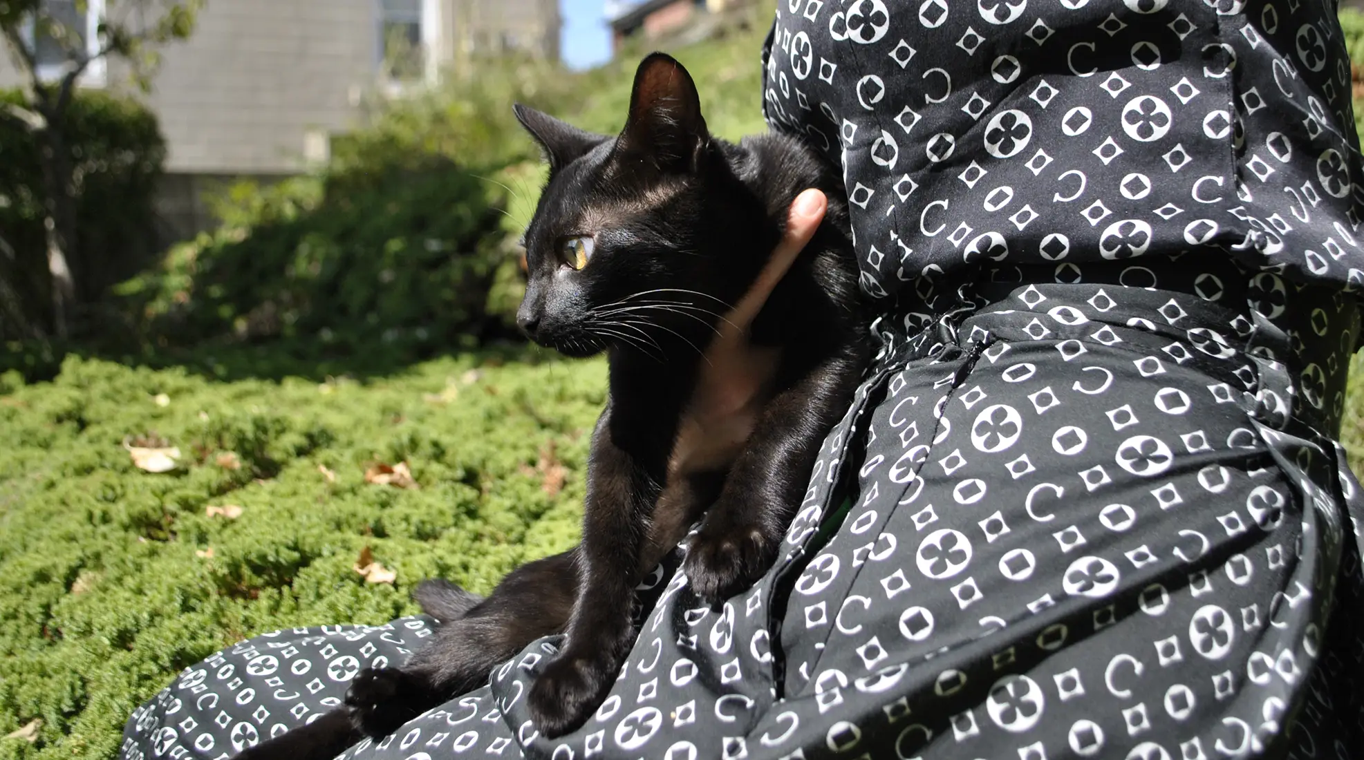 A black cat is hold in the owner's hands